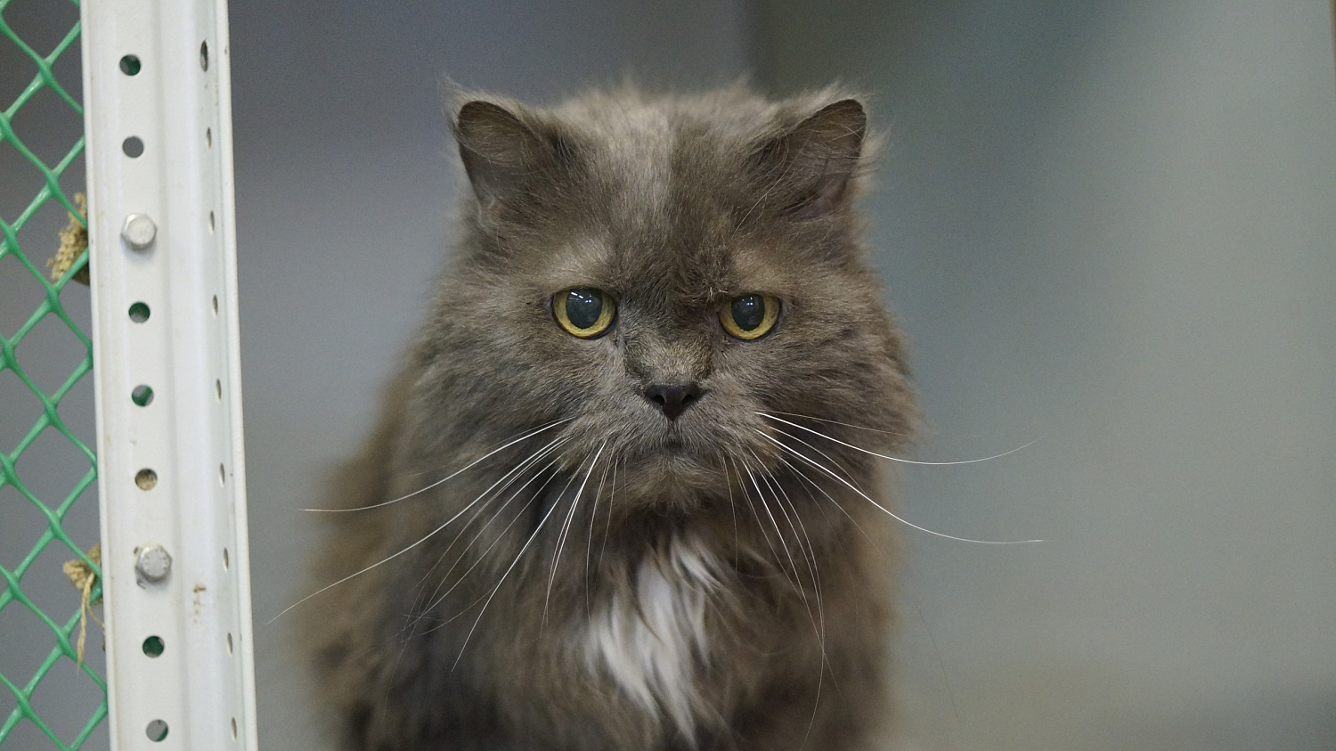 Ниссан клуб навестил животных из приюта